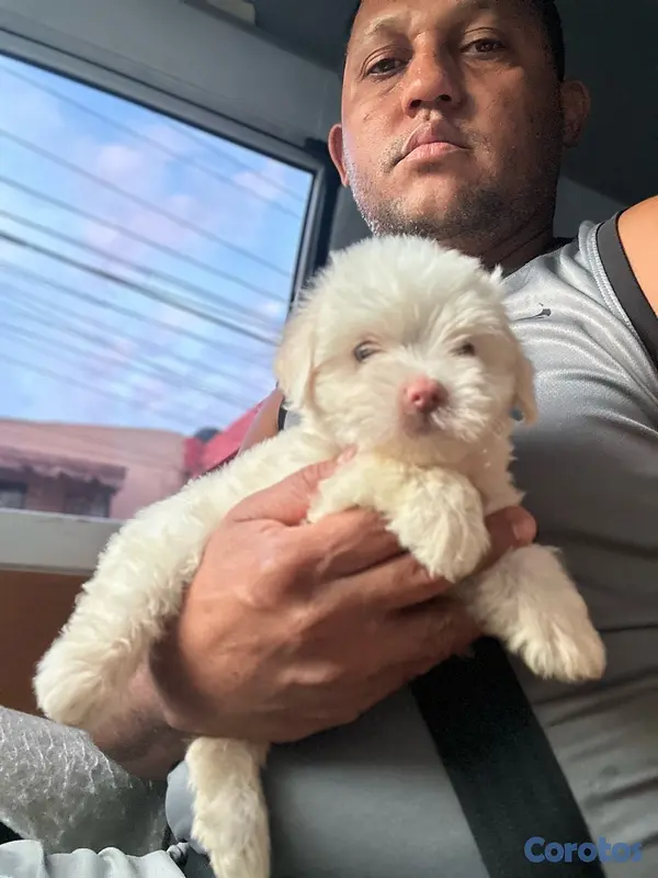 animales y mascotas - Maltipoo  3
