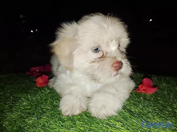 animales y mascotas - Shipoo Disponibles  6