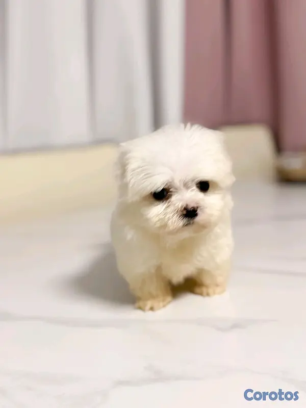 animales y mascotas - hermosa maltes hembra  mini  2