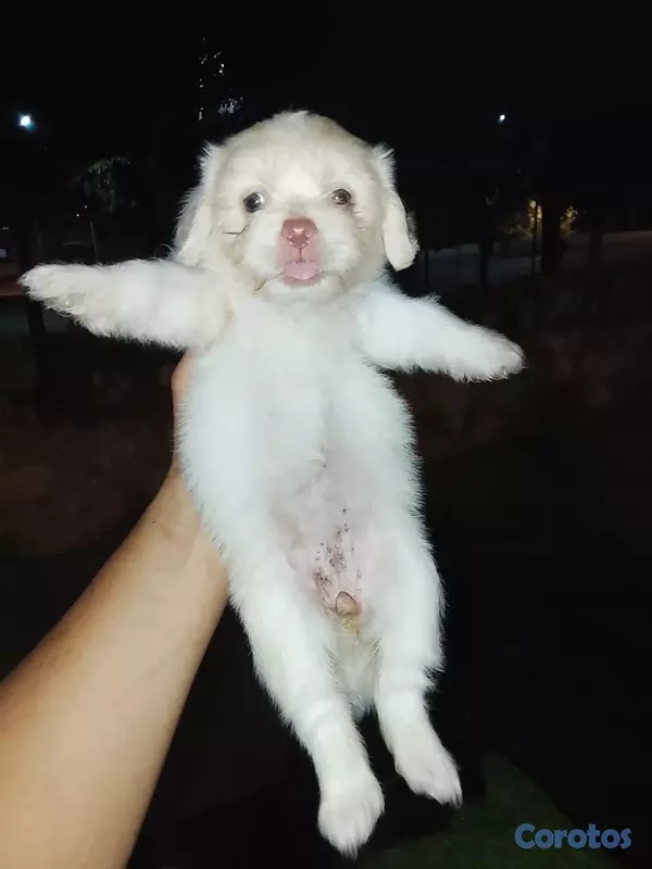 animales y mascotas - Shipoo Disponibles  5