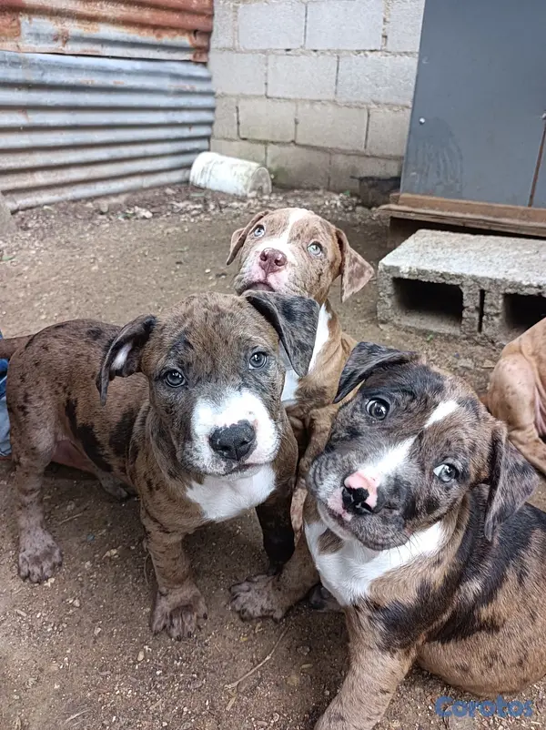 animales y mascotas - Pitbull Merlen  3