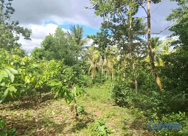 solares y terrenos - finca de 376 tareasen sabana grande de boya  11