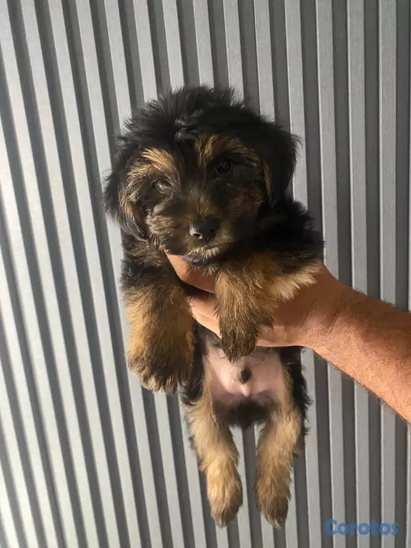 animales y mascotas - Cachorros Yorkie poo 8
