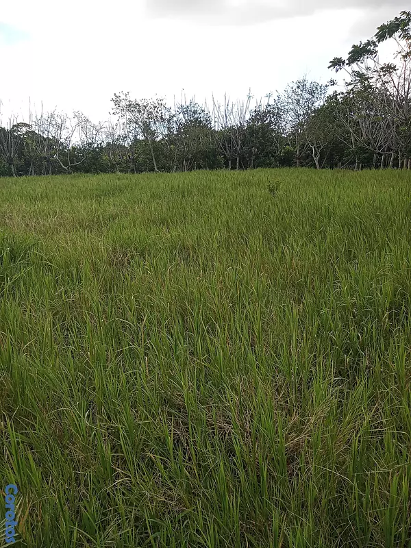 solares y terrenos - Finquita Ganadera en hatillo Monte Plata a Diez Mi 10