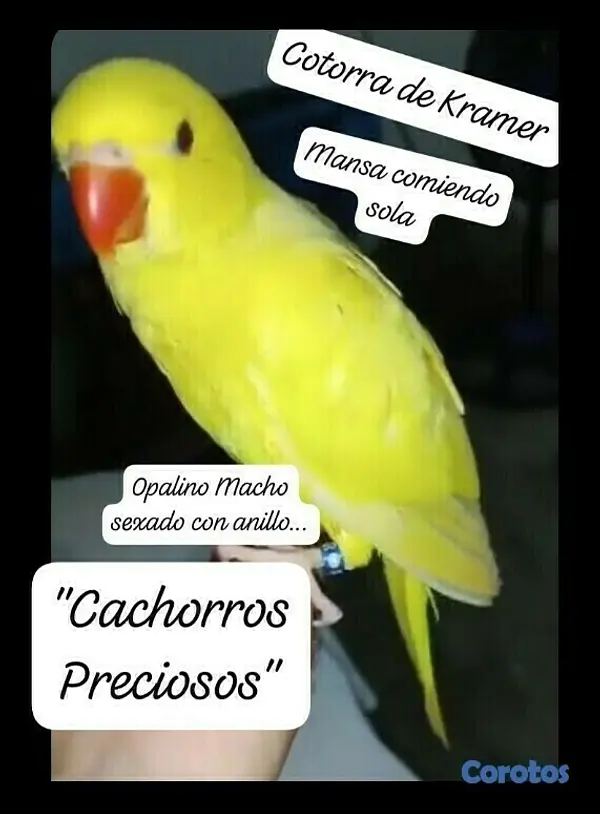 animales y mascotas - Aves papilleras, mansa joven y adultas y acesorios  2