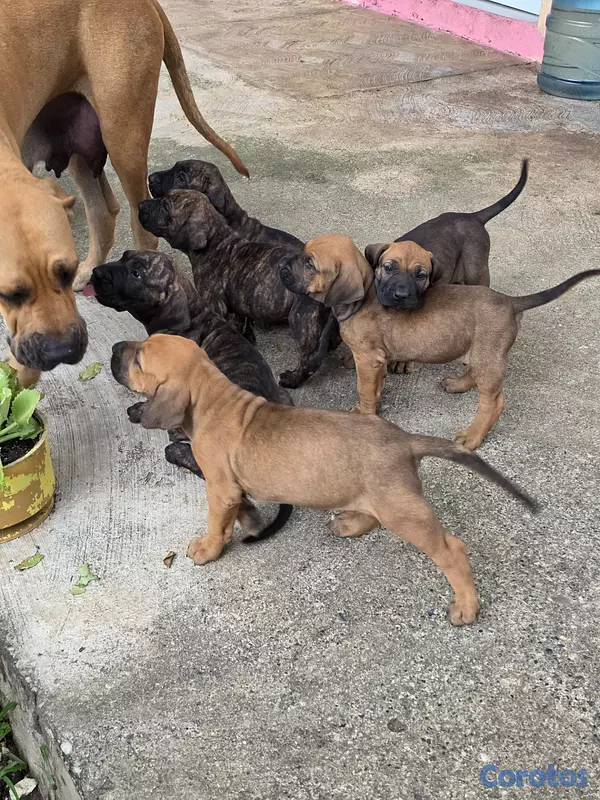 animales y mascotas - Fila brasileño  10