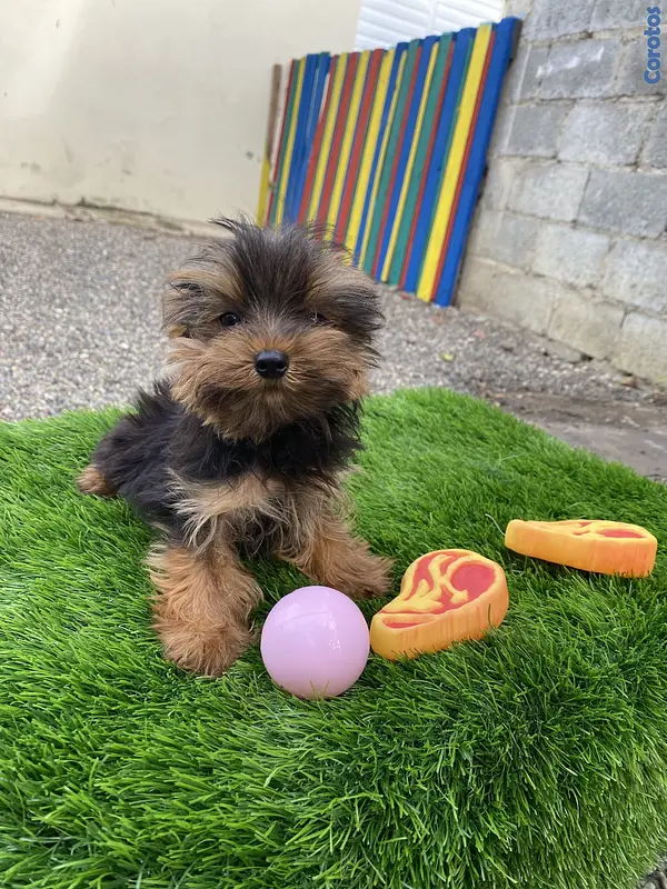 animales y mascotas - yorkie mini 2