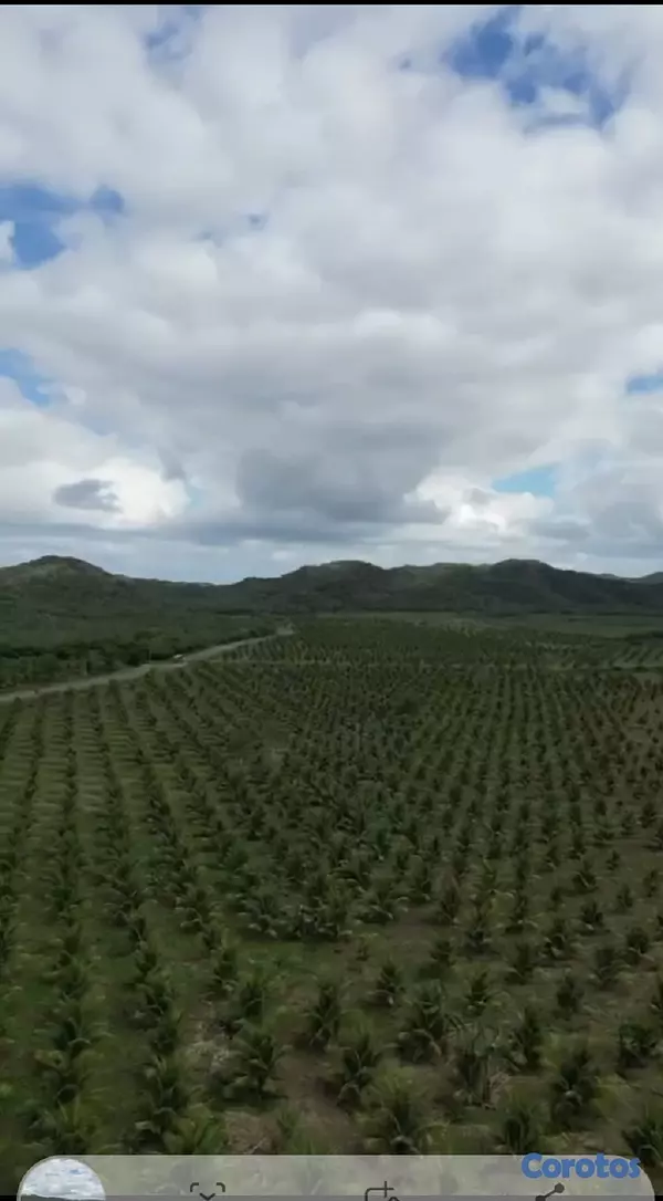 solares y terrenos - Finca de Cocos Enanos en Monte Cristi 5