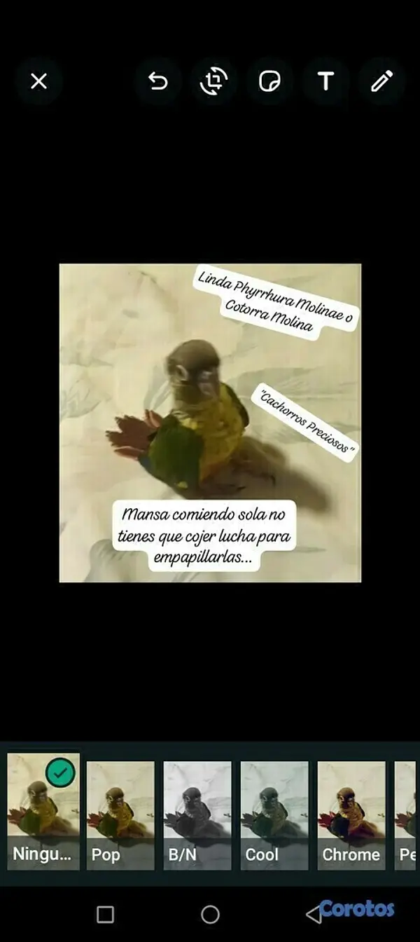 animales y mascotas - Aves papilleras, mansa joven y adultas y acesorios  4