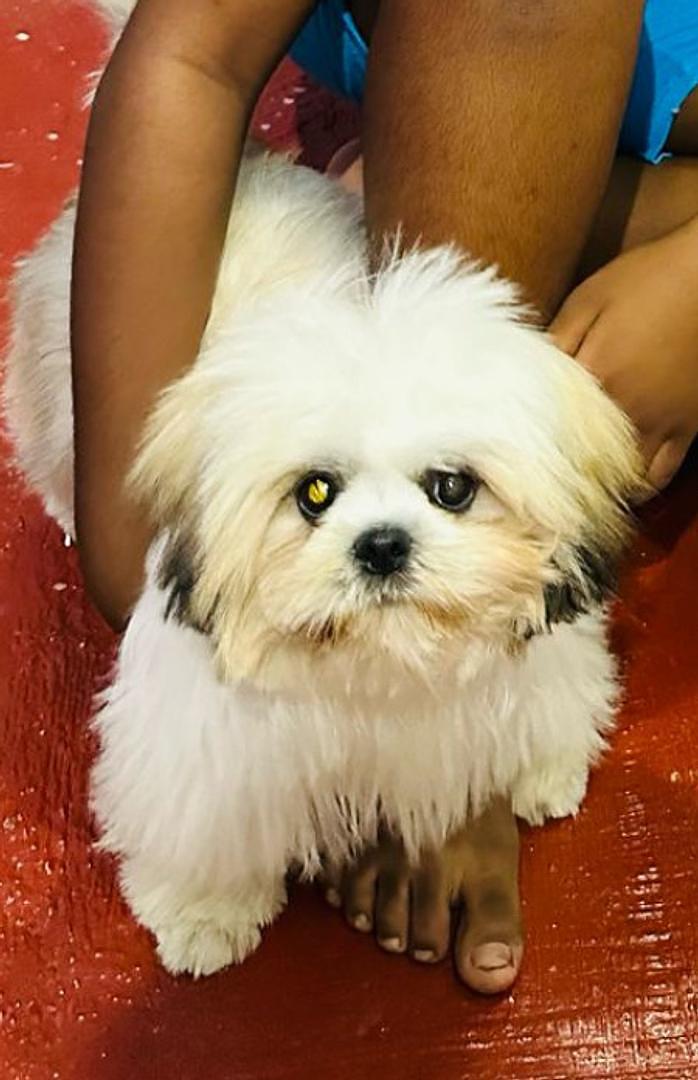 animales y mascotas - Shitzu Blanco Con Marron 3