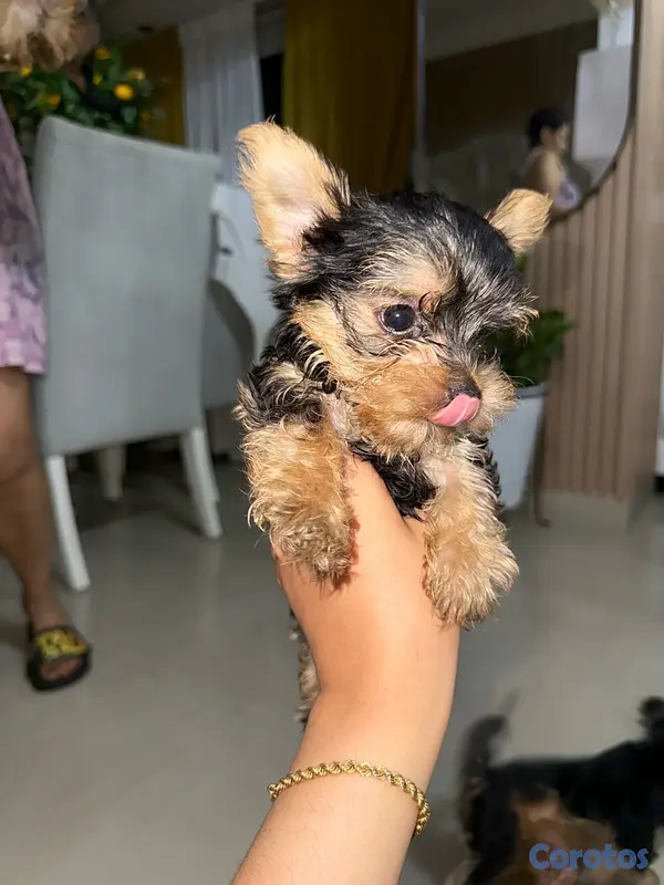 animales y mascotas - Yorkshire Terrier Yorki Yorkie  10