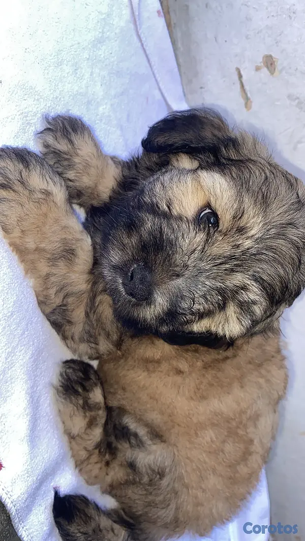 animales y mascotas - vendo cachorros Shitzu con pudulf  2