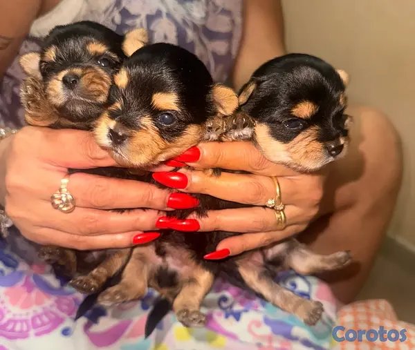 animales y mascotas - Yorkshire terrier  3