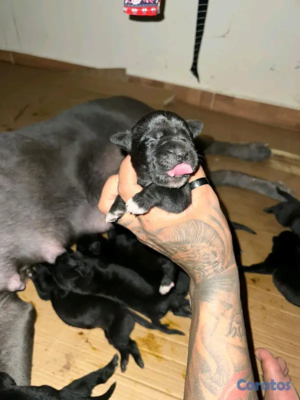 animales y mascotas - cane corso  2