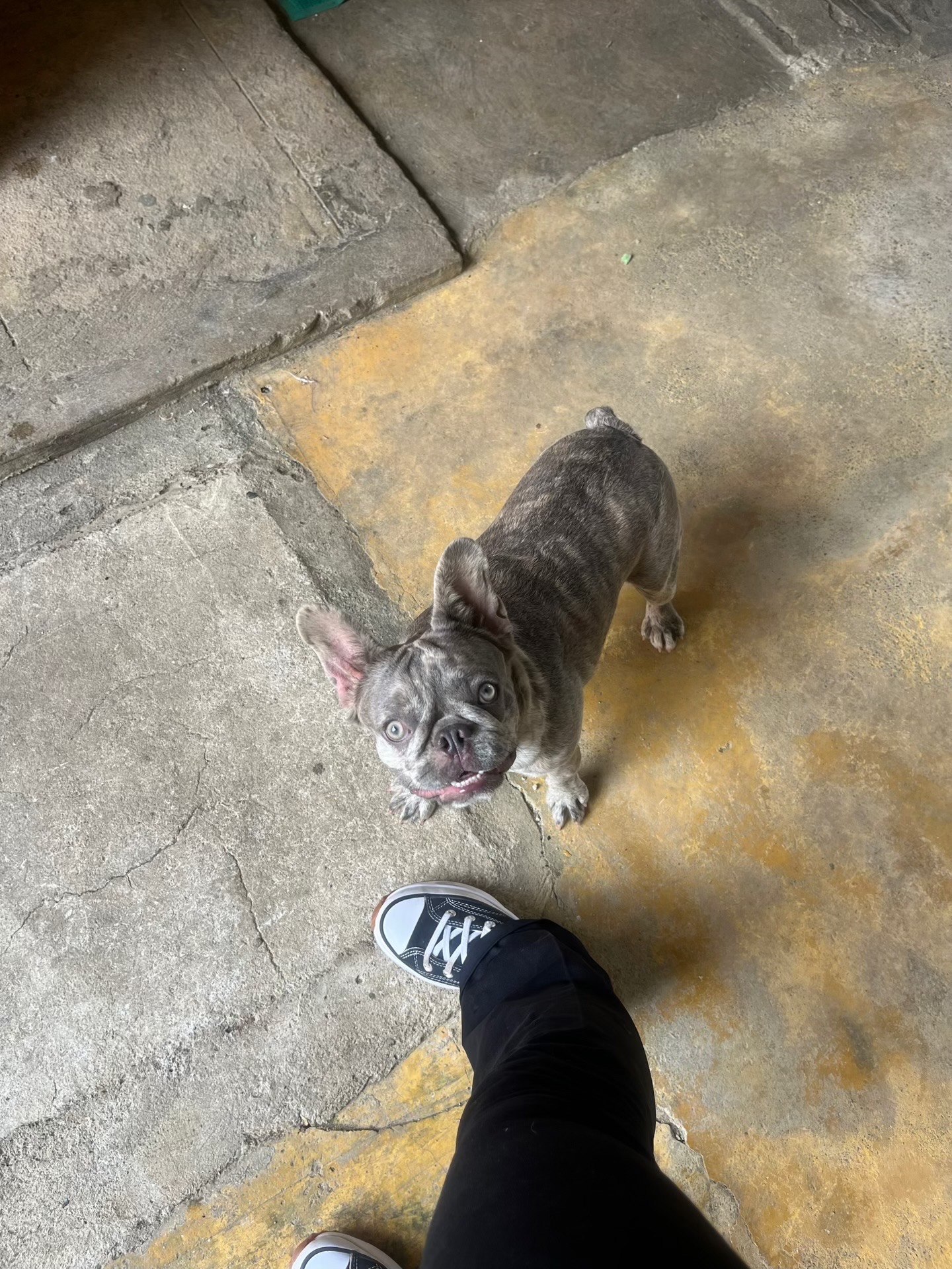 animales y mascotas - Bulldog Frances Merle Hembra 1
