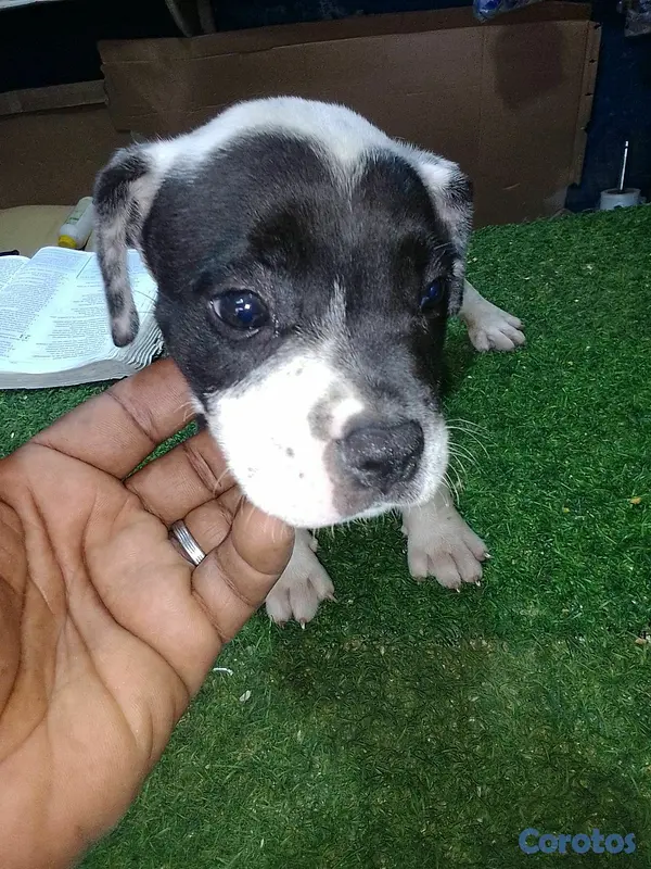 animales y mascotas - pitbull merle  4