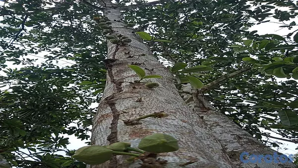 solares y terrenos - Finca Ganadera en Hatillo Monte Plata No Titulo, Si acto de Venta 8
