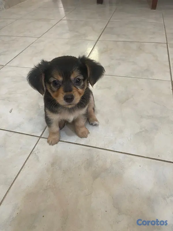 animales y mascotas - chihuahua mariposa  2