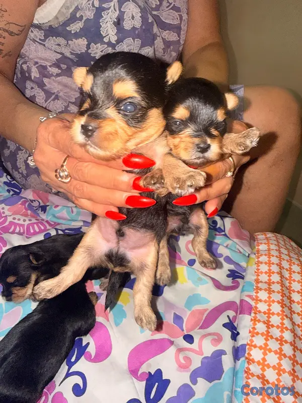 animales y mascotas - Yorkshire terrier  4