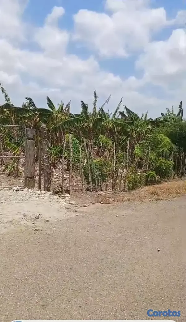 solares y terrenos - Finca de Platano en la Vega de 150 tareas  3
