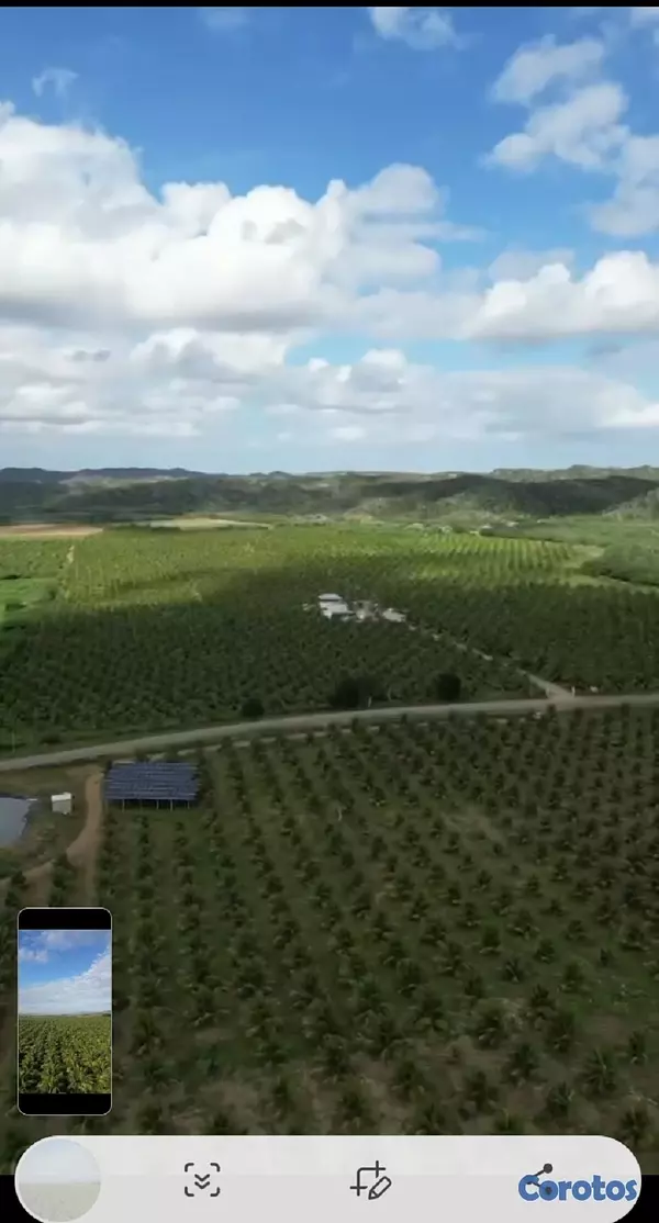 solares y terrenos - Finca de Coco Enanos en Monte Cristi 5