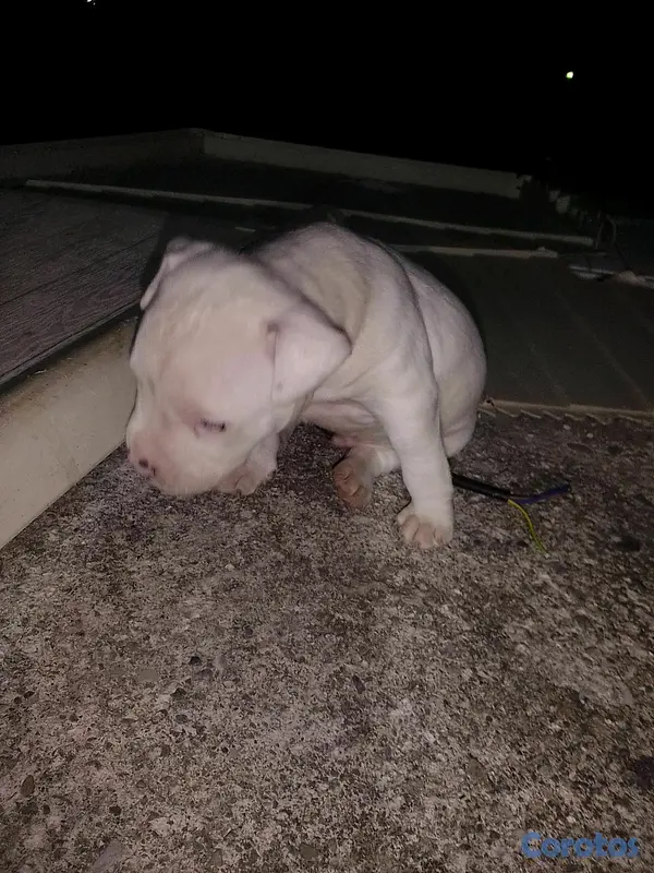 animales y mascotas - pitbull merle  5