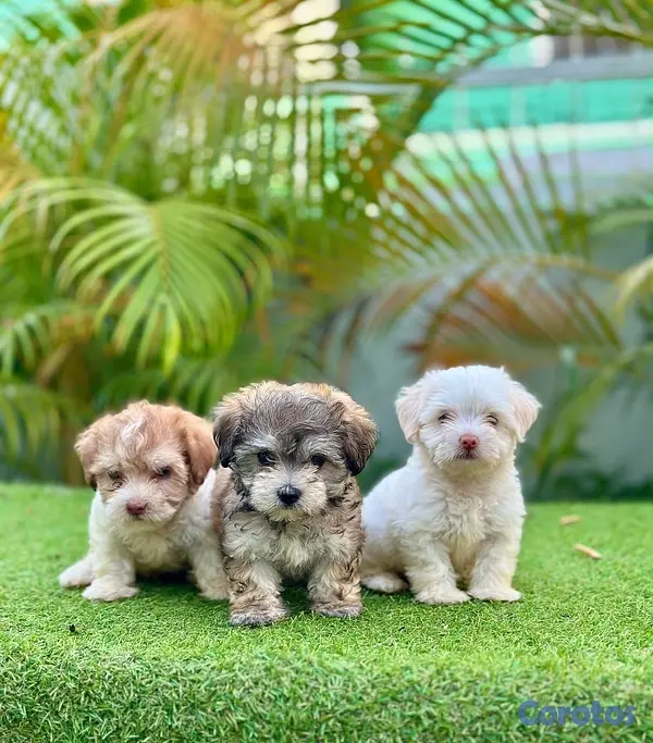 animales y mascotas - Maltipoo  2
