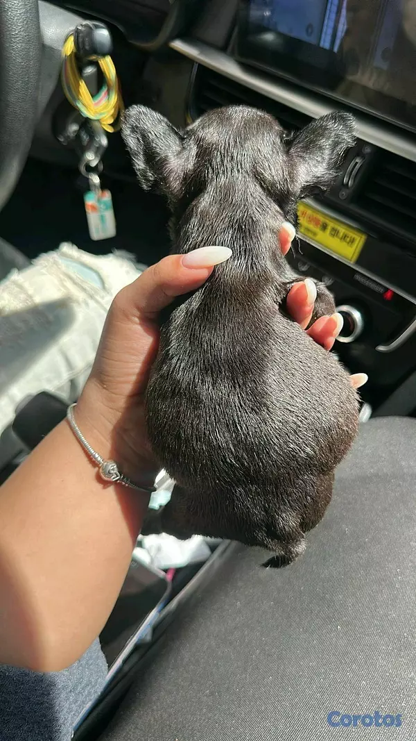 animales y mascotas - Vendo cachorro de Bulldog francés hembra  2