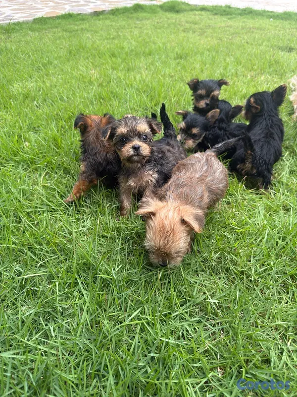 animales y mascotas - Yorkshire terrier linaje ruso  7