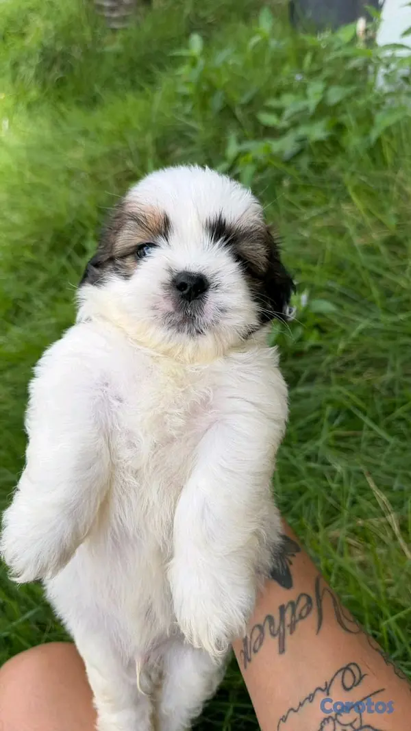 animales y mascotas - shipoo 6
