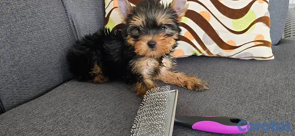 animales y mascotas - Yorkie Hembra  6
