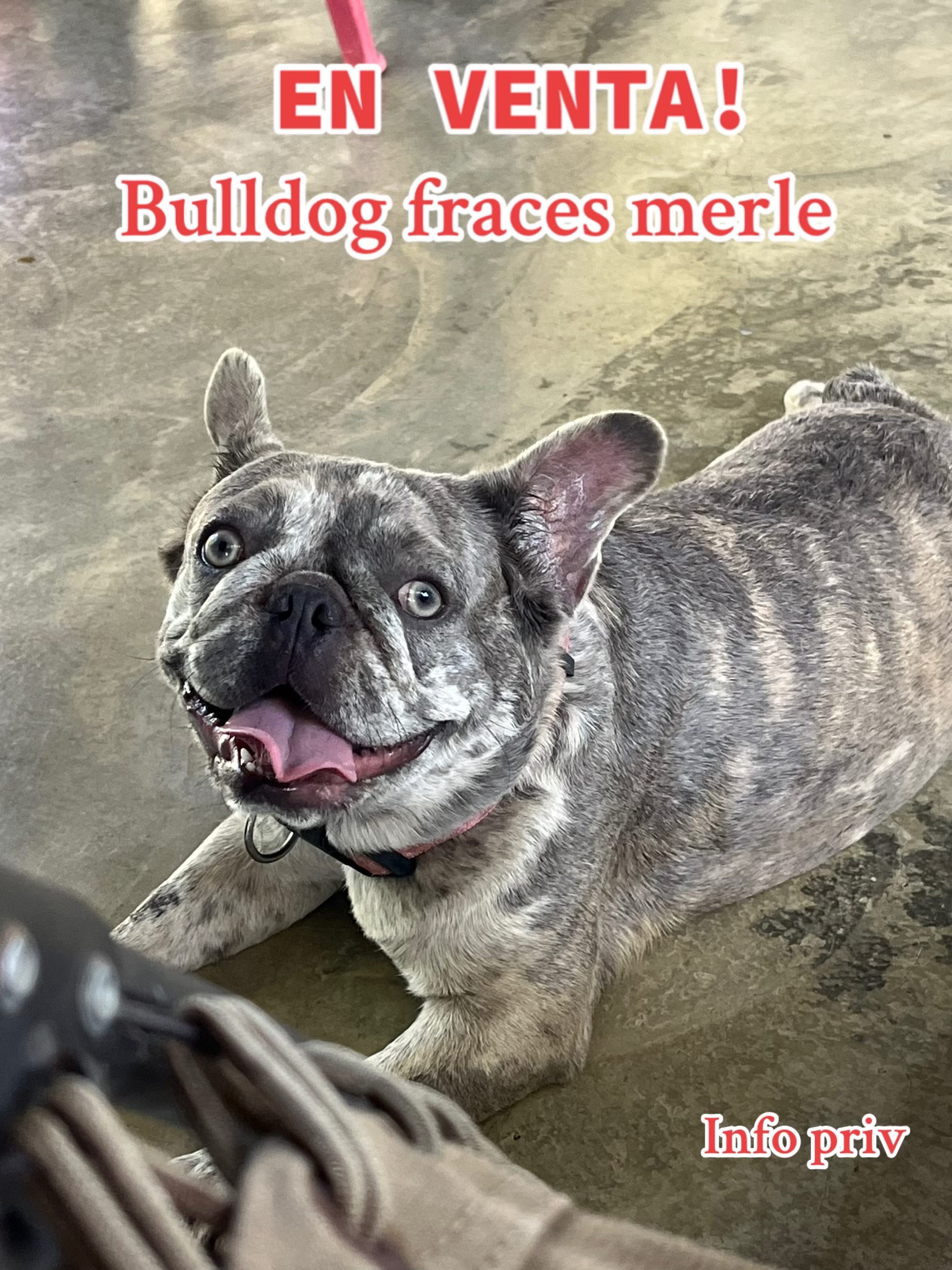 animales y mascotas - Bulldog Frances Merle Hembra