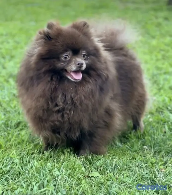 animales y mascotas - hermosos cachorrritos golden doodle  4