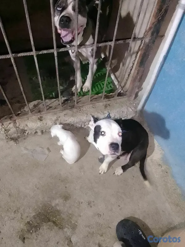 animales y mascotas - pitbull merle  6
