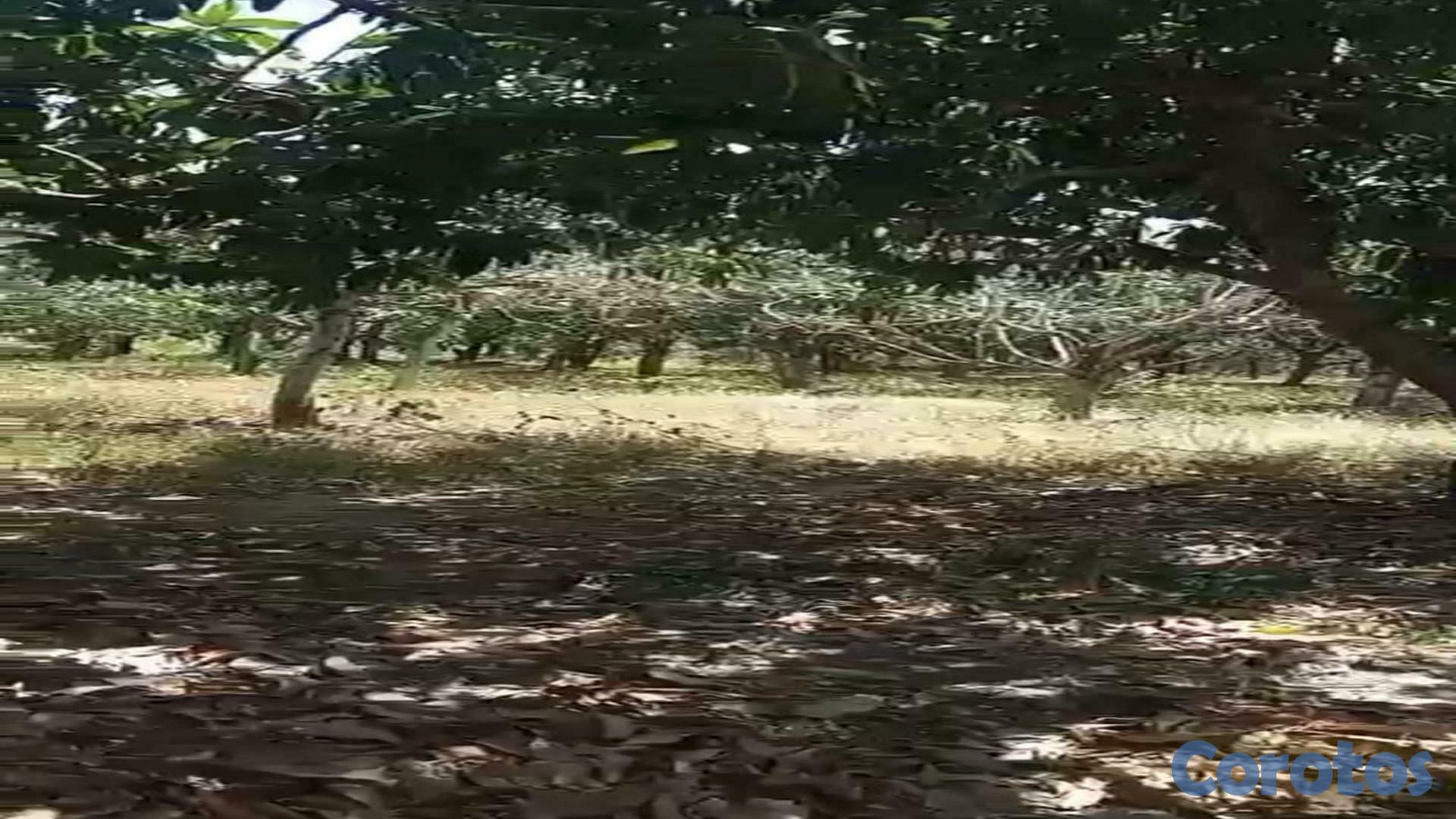 solares y terrenos - Terreno en venta 19,134M2em Bani- Provincia Peravia Rep.Dom 4