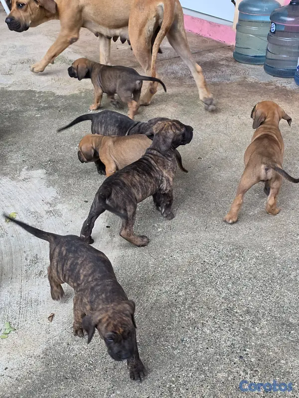 animales y mascotas - Fila brasileño  11