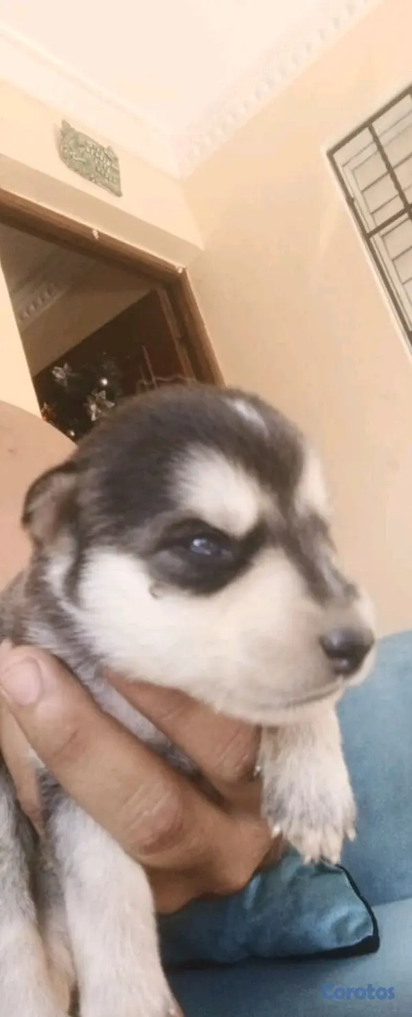 animales y mascotas - Hermosos Husky Siberianos Puros 8