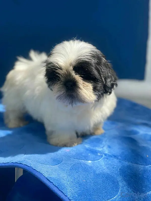 animales y mascotas - hermosos cachorritos shitzu toy  2