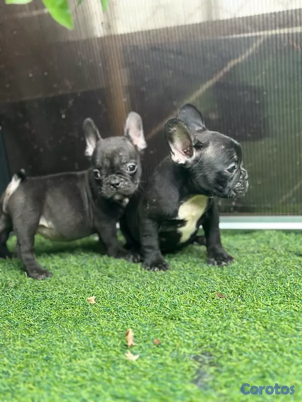 animales y mascotas - variedad de cachorro  7