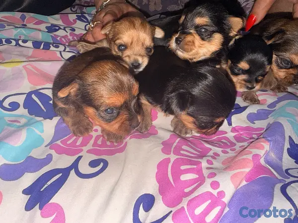 animales y mascotas - Yorkshire terrier  8