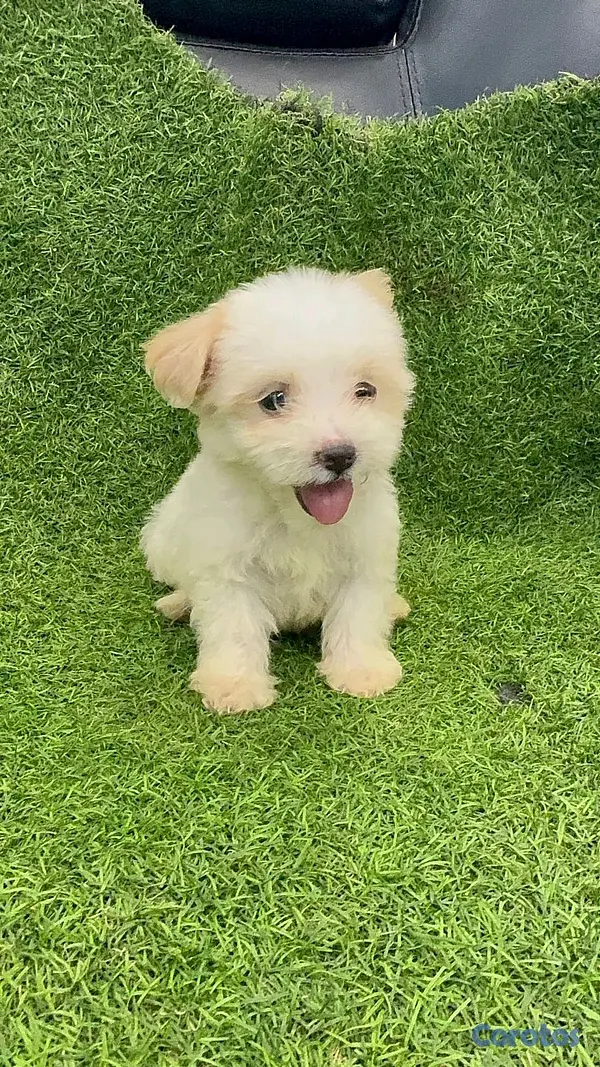 animales y mascotas - hermosos cachorritos de shipoo toy 2