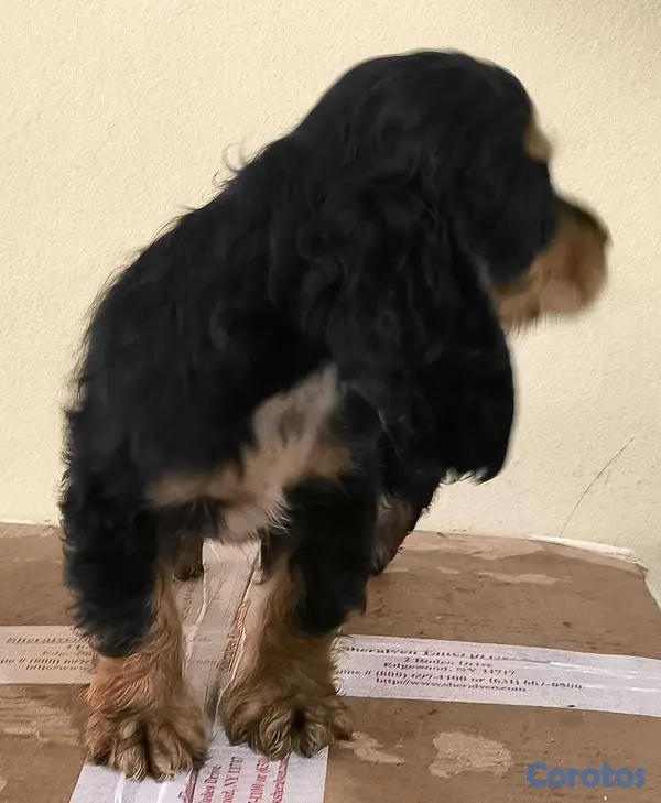 animales y mascotas - Cocker Spaniel Bien Lindos Hembras Y Machos 😍😍 5