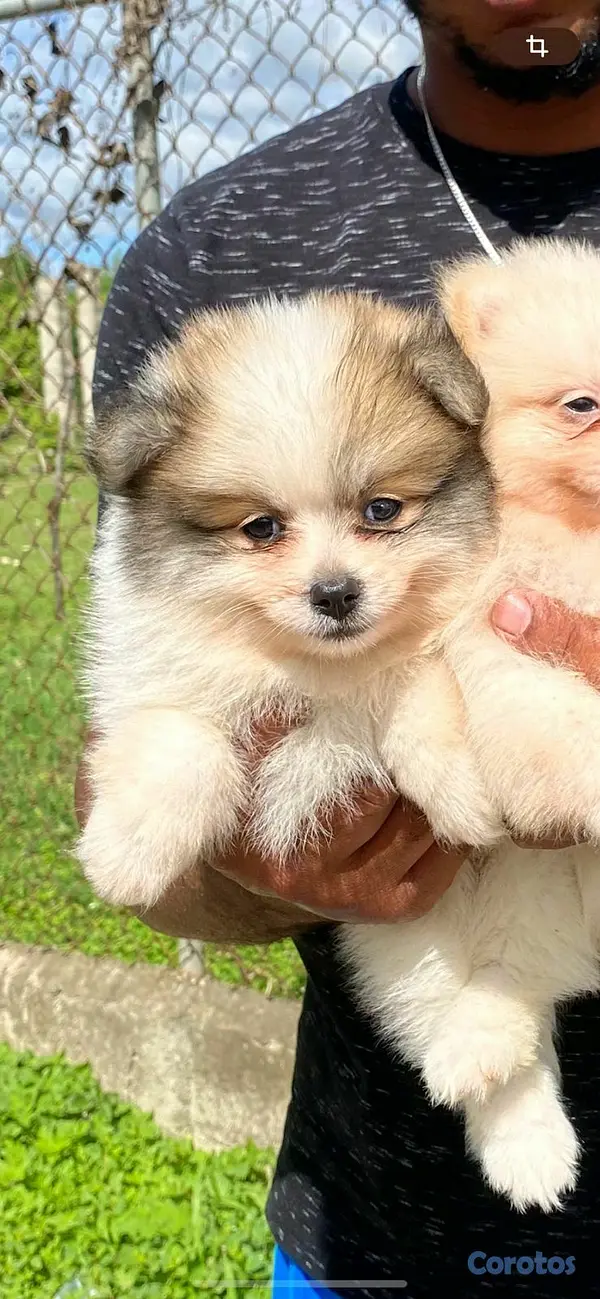 animales y mascotas - hermosos cachorritos shitzu toy  3