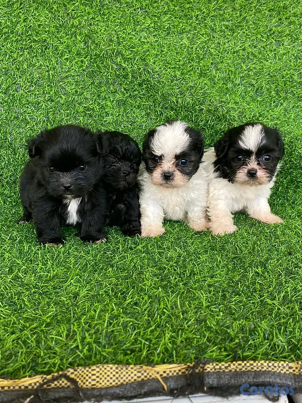 animales y mascotas - hermosos cachorritos de shipoo toy  3