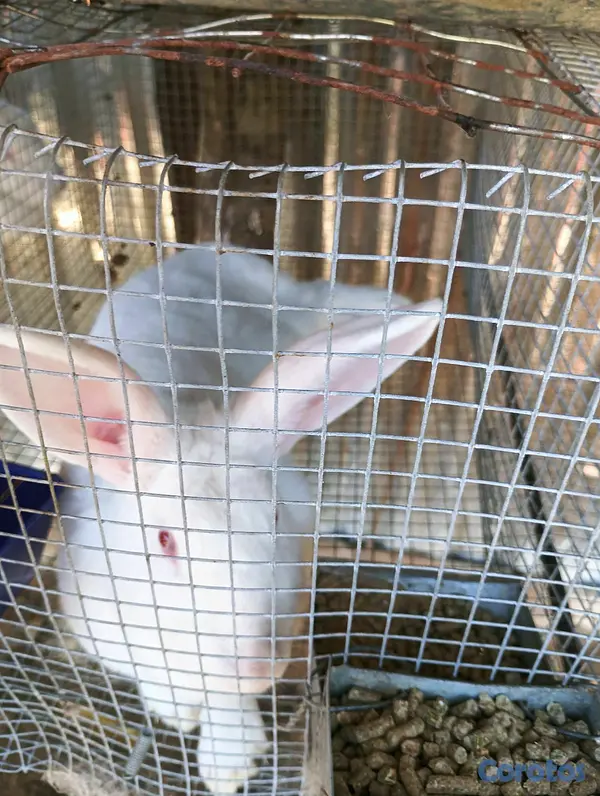 animales y mascotas - Conejos Nueva Zelanda  6