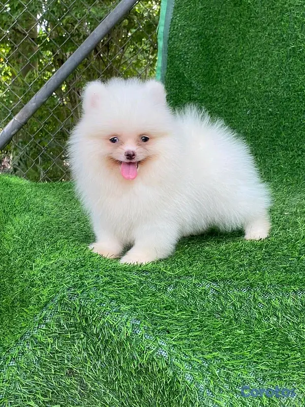 animales y mascotas - hermosos cachorritos pomerania mini  2