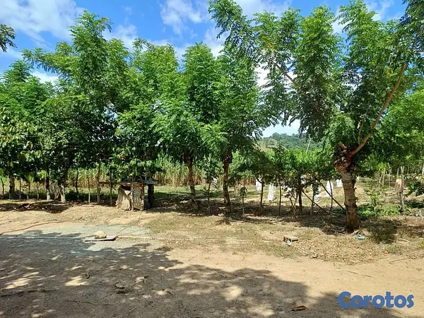 solares y terrenos - Venta de Finca en Gima, Fantino – Provincia Sánchez Ramírez 4