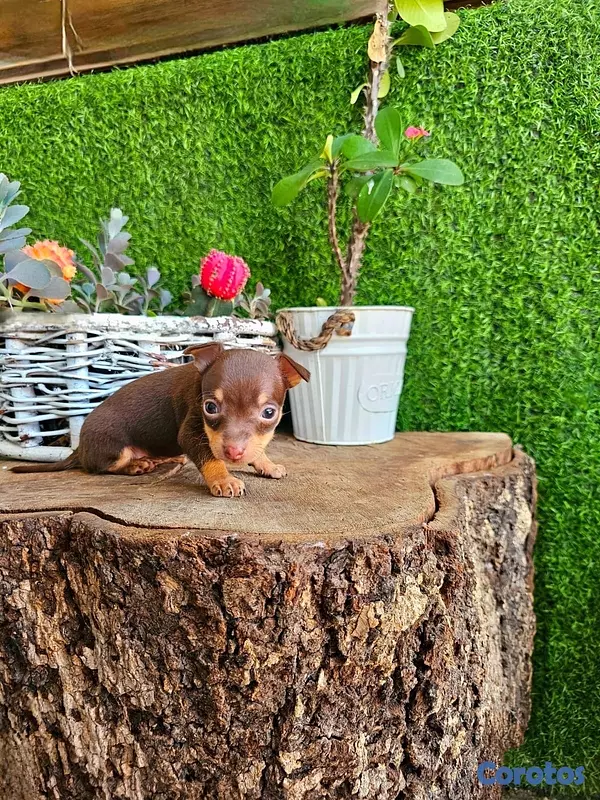 animales y mascotas - Hermosos cachorros Chihuahua 🐶🐾 3