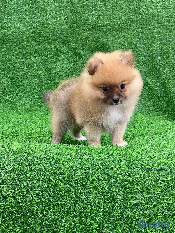 animales y mascotas - Hermosos cachorritos de pomerania mini  7