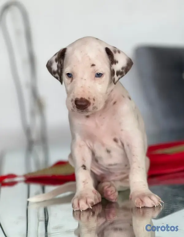 animales y mascotas - Hermosos cachorros Dálmatas 🐶🐾 5